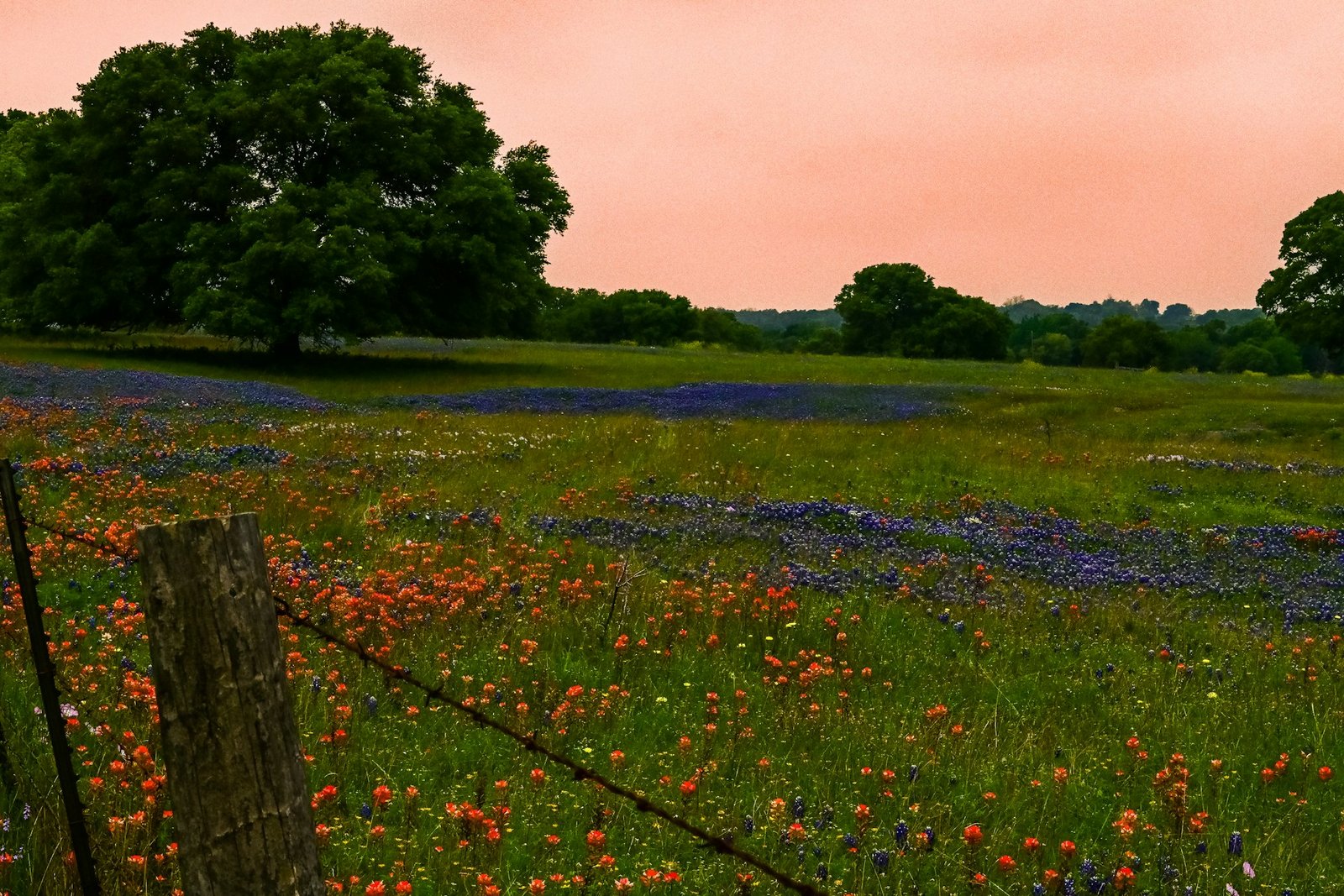 Texas wildflower field at sunset